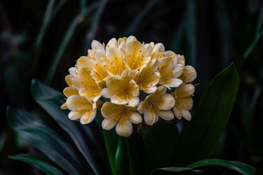 Blooming Clivia - Changchun, Çin 'de Fotoğraf