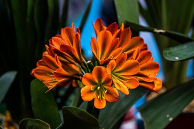 Blooming Clivia - Changchun, Çin 'de Fotoğraf