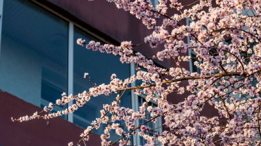 Şeftali çiçekleri pencerenin önünde