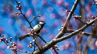 Great tit and apricot blossom branch in spring