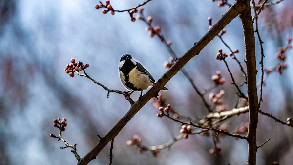 Great Tit Apricot Blossom Branch Spring — Stock Photo, Image