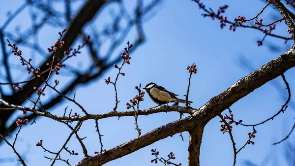 Great Tit Apricot Blossom Branch Spring — Photo
