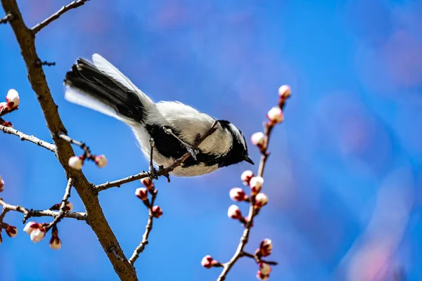 Great Tit Apricot Blossom Branch Spring — 图库照片