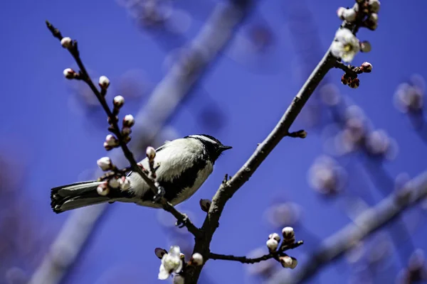 Great Tit Apricot Blossom Branch Spring – stockfoto