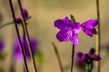 Rododendron çiçek açtı - Changchun, Çin 'de fotoğraflandı