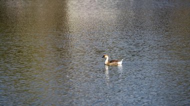 Yaban kazı suda yüzüyor