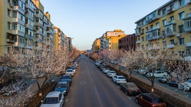 Çin 'in Changchun kentsel manzarası. Şeftali çiçekleri tomurcuklanıyor.