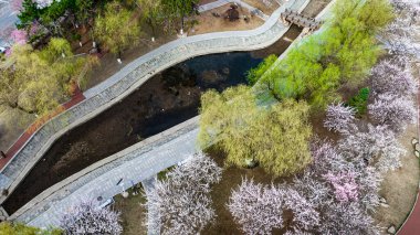 Changchun, Çin kentsel manzarası. Kayısı çiçekleri tamamen çiçek açmış.