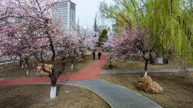 Changchun, Çin kentsel manzarası. Kayısı çiçekleri tamamen çiçek açmış.