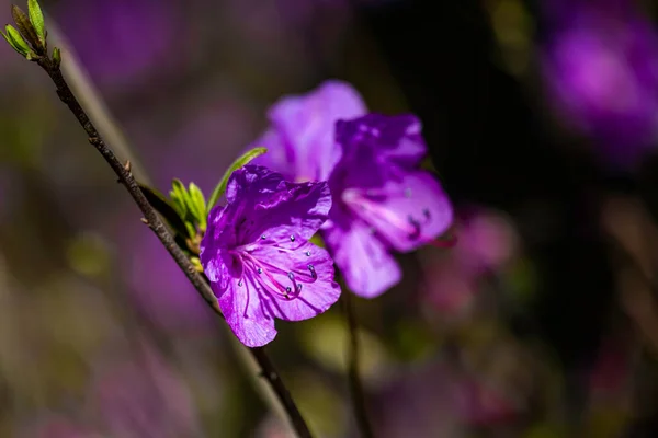 Rhododendron Bloom Photographed Changchun China — Stock Photo, Image