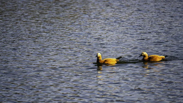 Ruddy Duck Swimming Water — Stock Photo, Image