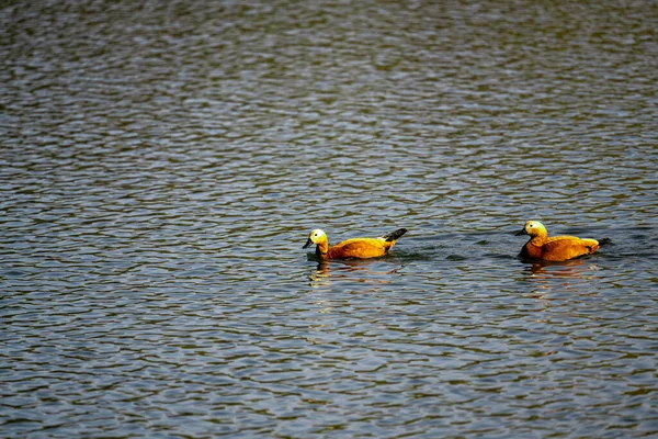 水の中で泳ぐラディアヒル — ストック写真
