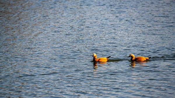 Ruddy Pato Nadando Agua — Foto de Stock