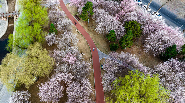 Urban landscape of Changchun, China with apricot blossoms in full bloom