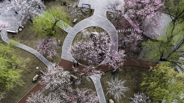 Urban landscape of Changchun, China with apricot blossoms in full bloom