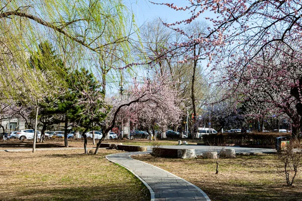Stadtlandschaft Von Changchun China Mit Aprikosenblüten Voller Blüte — Stockfoto