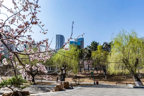 Paysage Urbain Changchun Chine Avec Des Fleurs Abricot Pleine Floraison — Photo