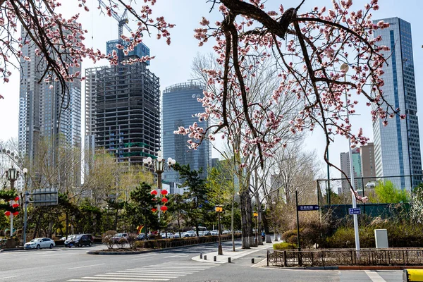 長春の都市部の風景 満開のアプリコットの花と中国 — ストック写真