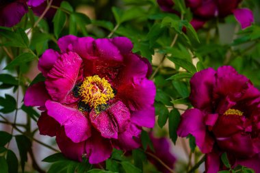 Çiçek açan şakayıklar - Changchun, Çin 'de fotoğraflandı