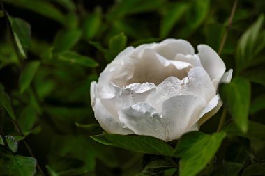 Çiçek açan şakayıklar - Changchun, Çin 'de fotoğraflandı