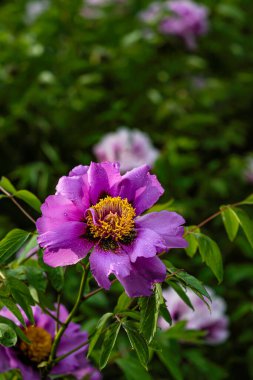 Çiçek açan şakayıklar - Changchun, Çin 'de fotoğraflandı