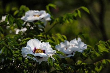 Çiçek açan şakayıklar - Changchun, Çin 'de fotoğraflandı