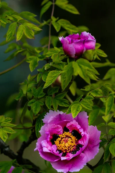 Blooming Peonies Photographed Changchun China — Stock Photo, Image