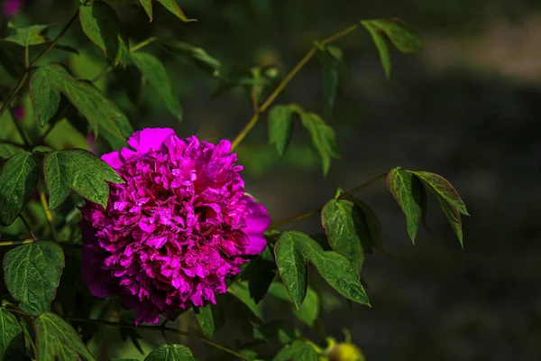 Kwitnące Piwonie Zdjęcia Changchun Chiny — Zdjęcie stockowe
