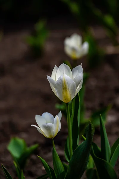 Blühende Tulpenblumen Fotografiert Changchun China — Stockfoto