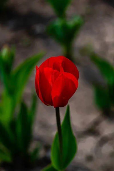 Virágzó Tulipán Virágok Fényképezte Changchun Kína — Stock Fotó