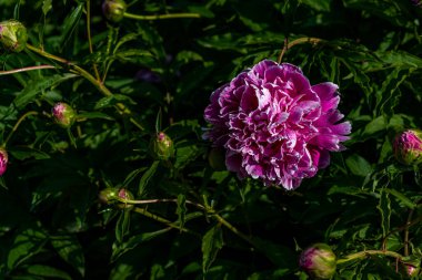 Şakayıklar Haziran 'da çiçek açıyor