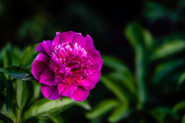 Şakayıklar Haziran 'da çiçek açıyor