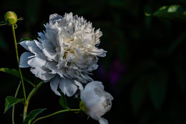 Şakayıklar Haziran 'da çiçek açıyor