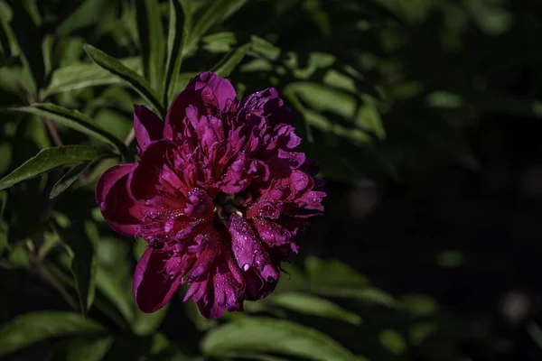 Peonies Blooming June — Stock Photo, Image