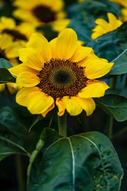Çiçek açan ayçiçeği - Changchun, Çin 'de fotoğraflandı