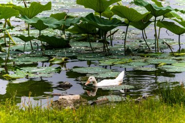 Lotus ve beyaz ördek.