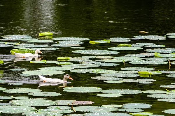 Lotus ve beyaz ördek.