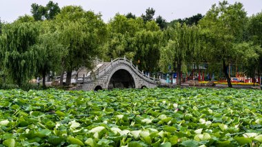 Nanhu Park 'ın manzarası Changchun, Çin' de, Lotus 'un yazın açtığı yerde.