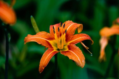 Yazın açan zambaklar - Nanhu Park 'ın Changchun, Çin' deki manzarası