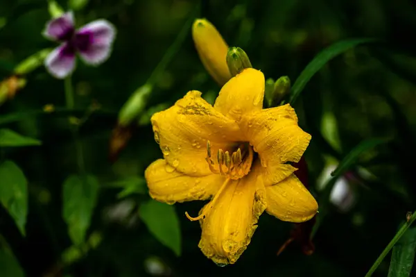 Blooming Hemerocallis Grandiflora Scenery Nanhu Park Changchun China Summer — Stock Photo, Image