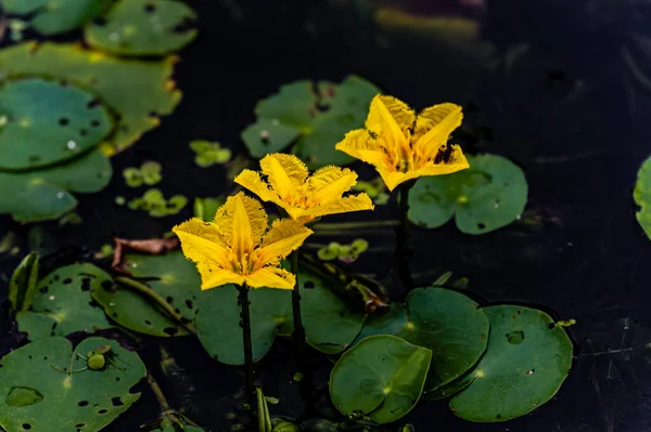Wasserkraut Blühender Blumenkohl Die Landschaft Des Nanhu Parks Changchun China — Stockfoto