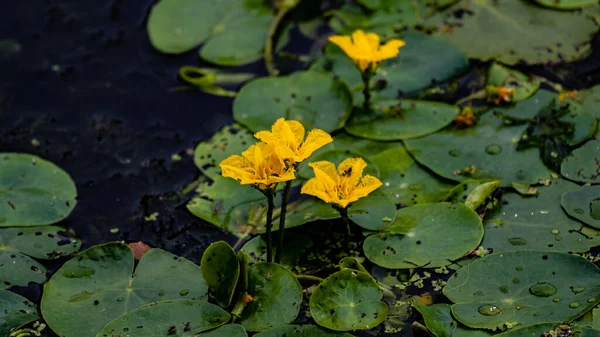 Wasserkraut Blühender Blumenkohl Die Landschaft Des Nanhu Parks Changchun China — Stockfoto