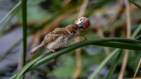 Feeding Sparrows Scenery Nanhu Park Changchun China Summer — Stock Photo, Image