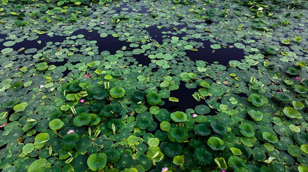 Landskapet Nanhu Park Changchun Kina Där Lotus Blommar Sommaren — Stockfoto