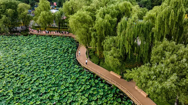 Paisaje Del Parque Nanhu Changchun China Donde Florece Loto Verano —  Fotos de Stock