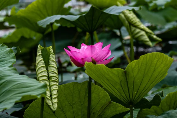 Flor Loto Verano Paisaje Del Parque Nanhu Changchun China Verano — Foto de Stock