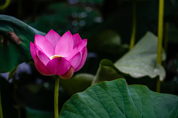 Lotusblüte Sommer Die Landschaft Des Nanhu Parks Changchun China Sommer — Stockfoto