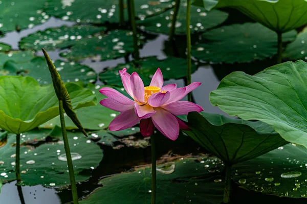 Lotusblüte Sommer Die Landschaft Des Nanhu Parks Changchun China Sommer — Stockfoto