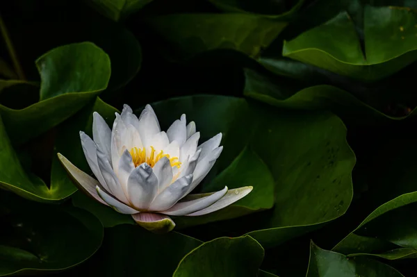 Lotus Bloeien Zomer Het Landschap Van Nanhu Park Changchun China — Stockfoto