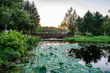 Jingyuetan Ulusal Orman Parkı, Changchun, Çin 'de nilüfer çiçekleri açar.